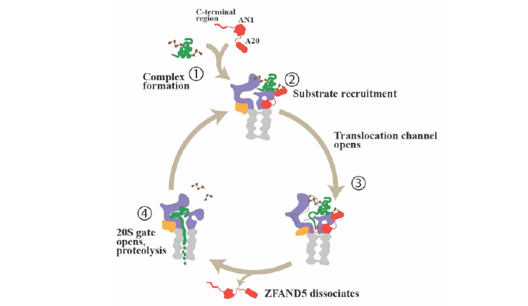 ZFAND5 stimulates Ub-conjugate degradation through a multistep reaction cycle.