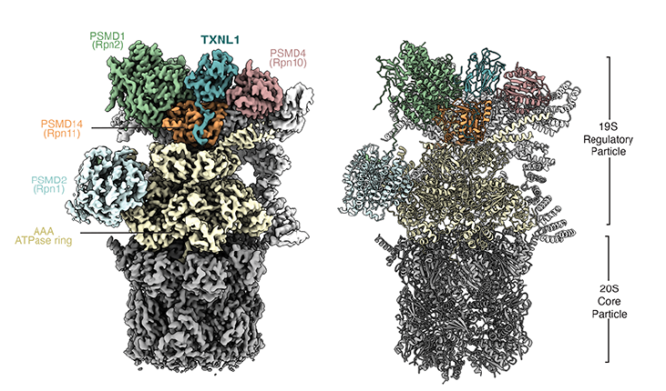 TXNL1 interactions with the 19S regulatory particle of proteasomes are required for its ubiquitin-independent degradation upon cellular exposure to arsenite.