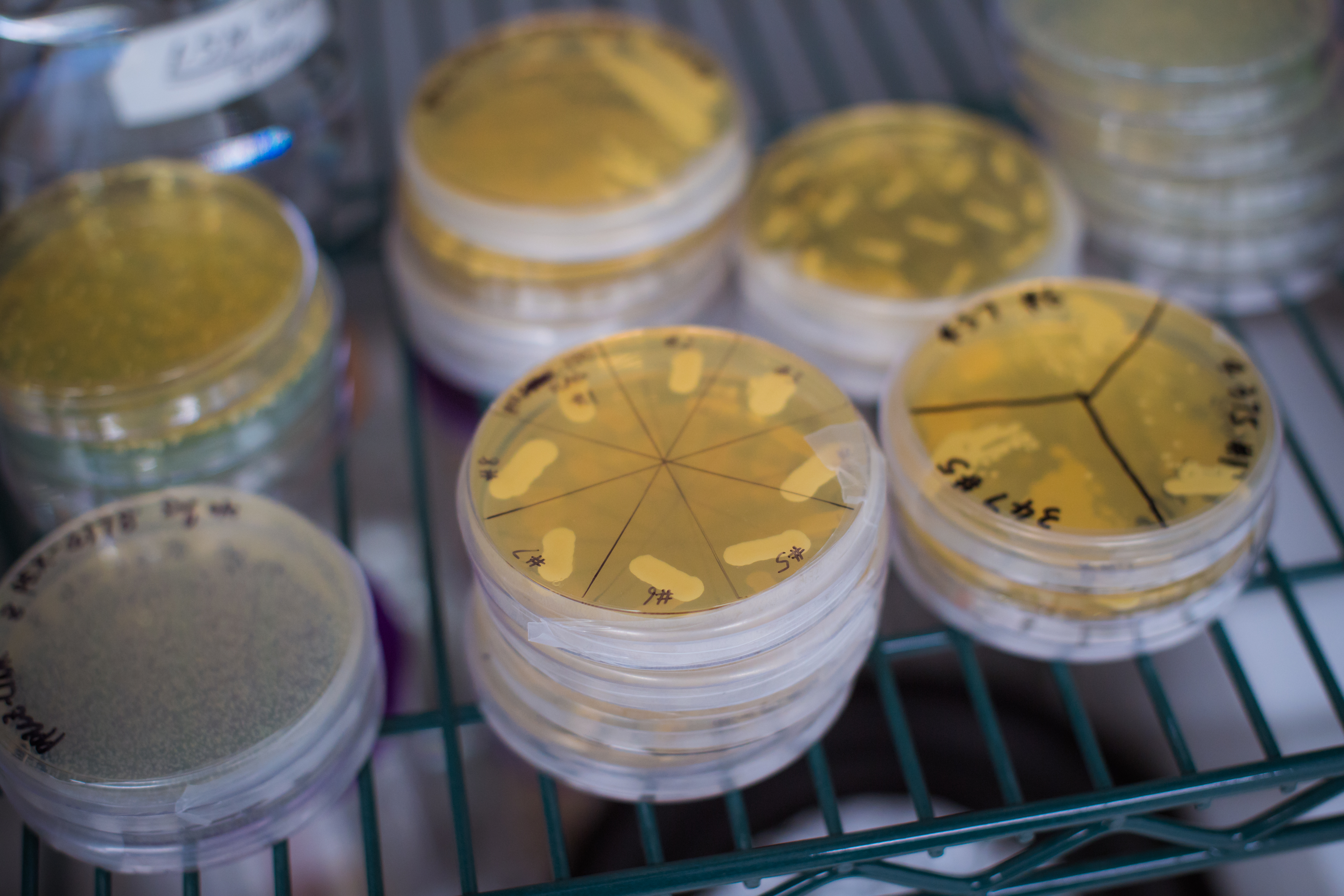 Petri dishes