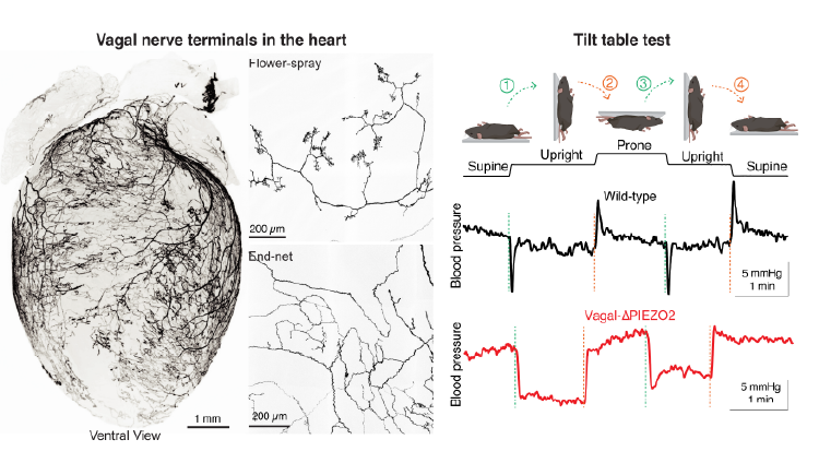 Left: light-sheet and confocal images show vagal sensory neurons innervating the mouse heart and forming stereotyped nerve terminals. Right: a mouse tilt-table assay shows posture-dependent blood pressure changes and reduced recovery in vagal PIEZO2 knockout mice