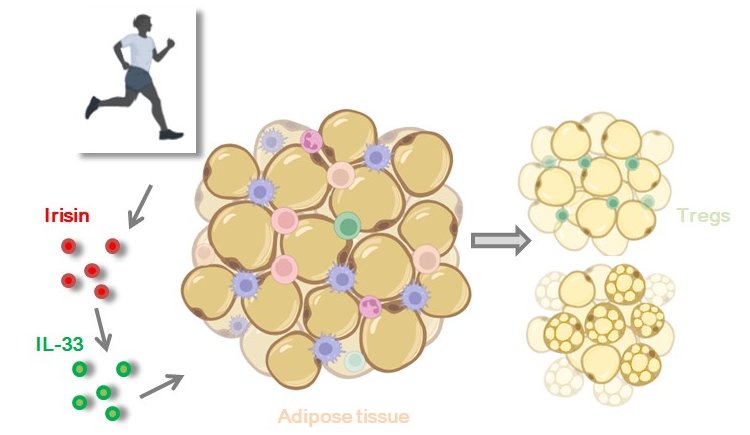Exercise induces muscle secretion of hormone irisin that signals to adipose-tissue stromal cells and stimulates their production of cytokine IL-33. 