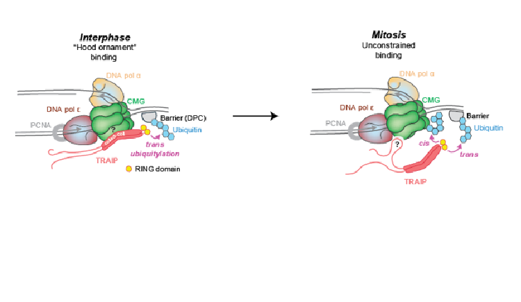 Model of the mitotic Xenopus replisome. 