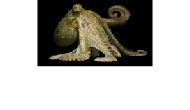 California two-spot octopus