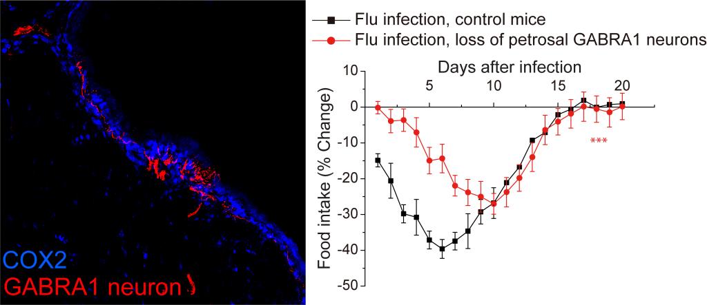 An image of petrosal GABRA1 neurons innervating prostaglandin producing cells in nasopharynx (Left). A diagram of daily food intake by mice with loss of petrosal GABRA1 neurons or intact (control) upon influenza infection. Eliminating the petrosal GABRA1 neurons reduced flu-induced sickness (Right).