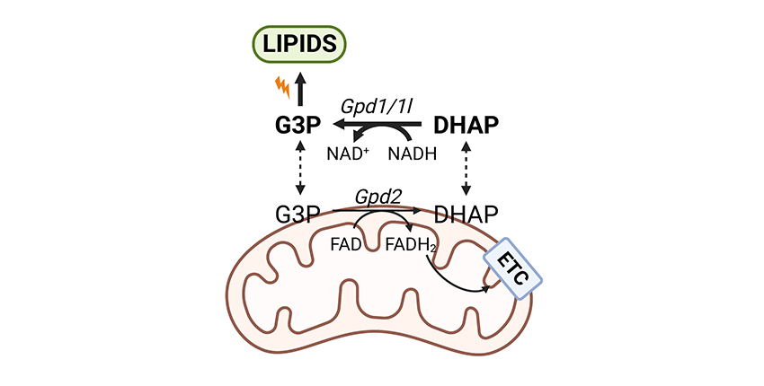 Graphical Abstract of process