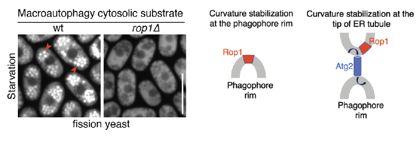 Macroautophagy cytosolic substrate and two possible models for the function of Rop1 in autophagosome formation.
