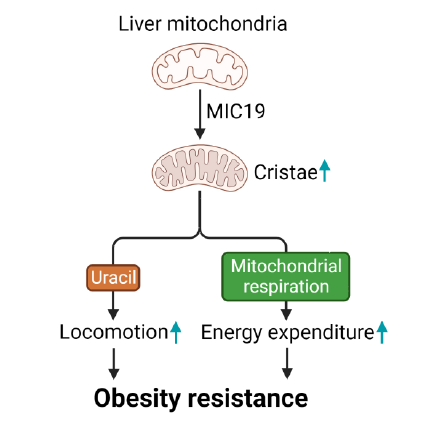 MIC19 protein causes mitochondrial cristae formation and remodels liver energy metabolism protecting against diet-induced obesity 