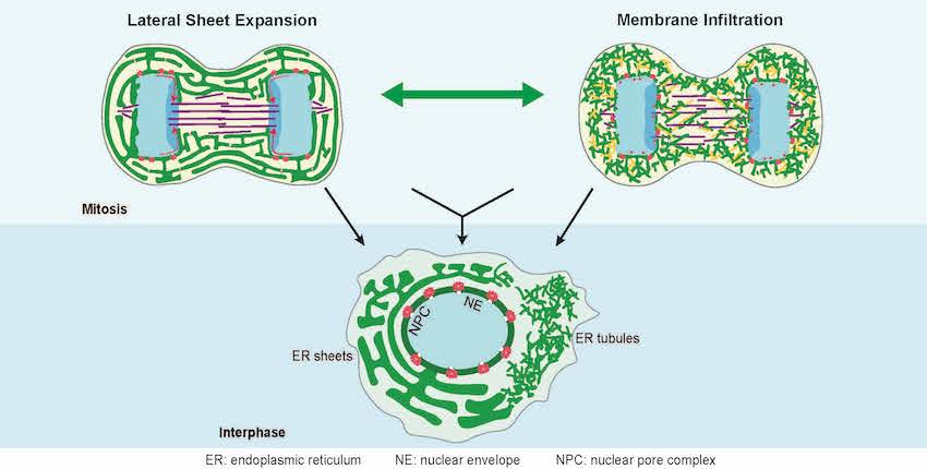The nuclear envelope (NE) assembles from the mitotic endoplasmic reticulum (ER). Zhao and Liu et al. show that different cell types assemble the NE using one or a combination of two mechanisms, explaining how cells with any starting ER morphology assemble a functional NE and the NE defects of micronuclei.