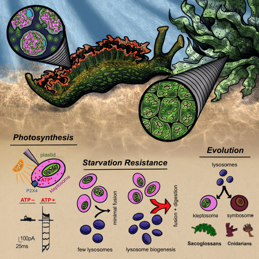 process by which foreign chloroplasts are incorporated into novel, host-derived organelles
