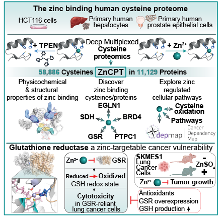 Graphical abstract fo the zinc binding human cystien proteome