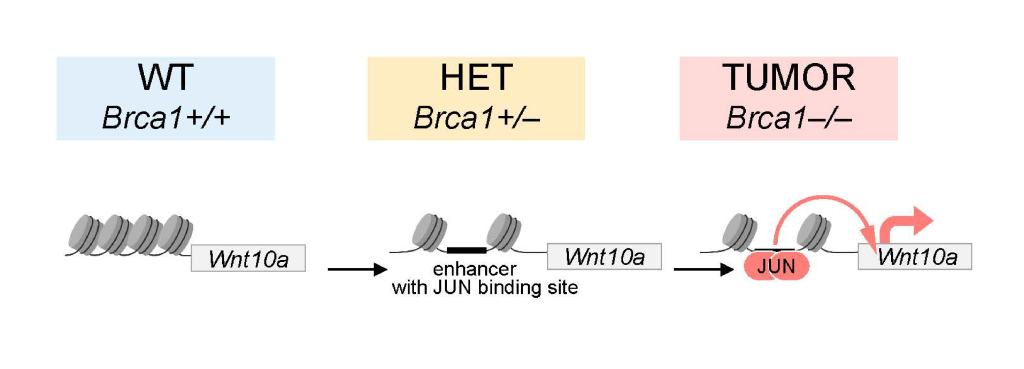 New mechanistic model for BRCA1 hereditary breast cancer