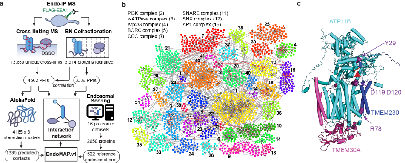 Protein-interaction landscape of human endosomes and 3D structural model of a new protein complex