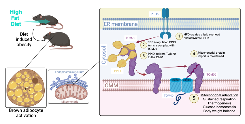 Cytosolic PPID assists the insertion of the mitochondrial receptor TOM70 into the outer mitochondrial membrane (OMM) to sustain mitochondrial protein import and cellular fitness.