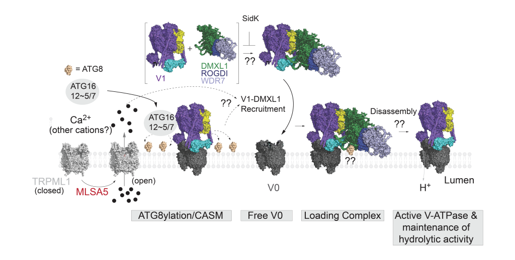 TRPML1 activation induces lysosomal cation efflux, leading to pH perturbation and CASM.