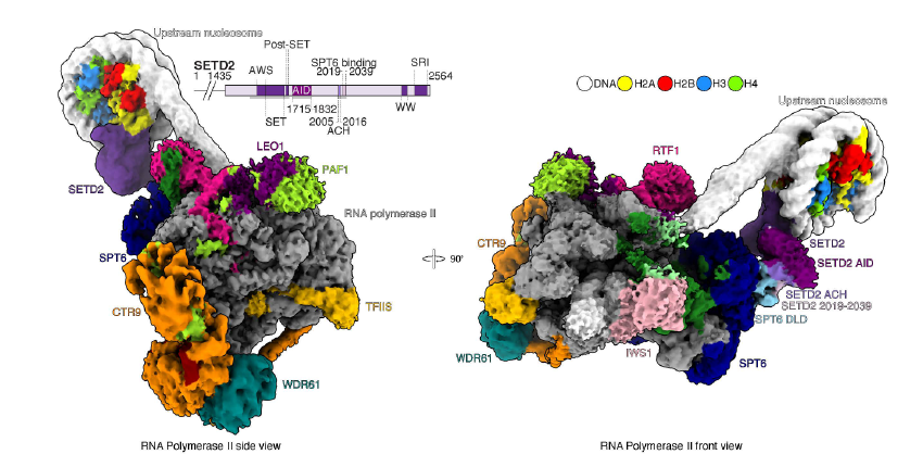 RNA Polymerase II