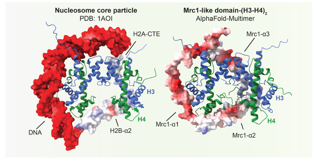 Mrc1 acts as a parental histone distribution site