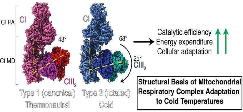 Structural Basis of Mitochondrial Respiratory Complex Adaptation to Cold Temperatures