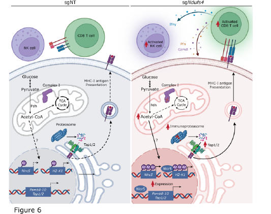 Graphical abstract displaying how deletion of Ndufs4 rewires mitochondrial acetyl-CoA metabolism to induce tumor immunogenicity