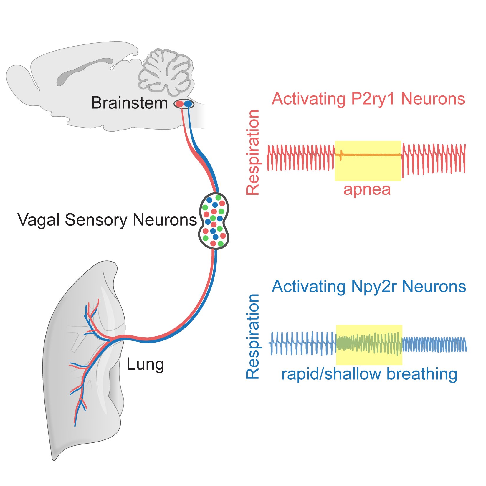 Graphic of Vagal Sensory Neurons and Activating P2ry1 Neurons