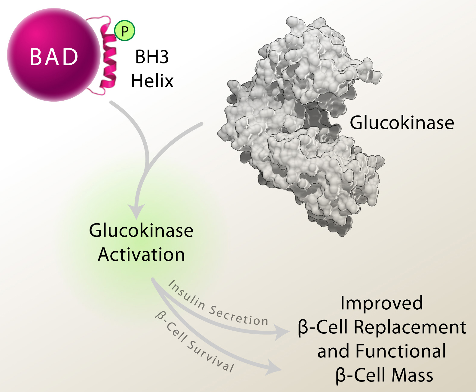 Graphic of autoimmune destruction of insulin