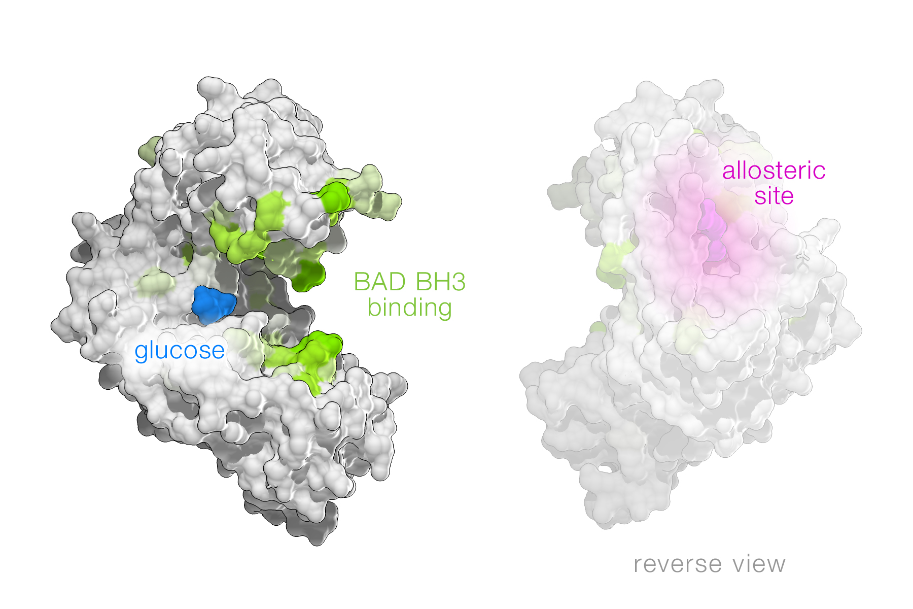 Graphic of glucose, BAD BH3 binding, and allosteric site