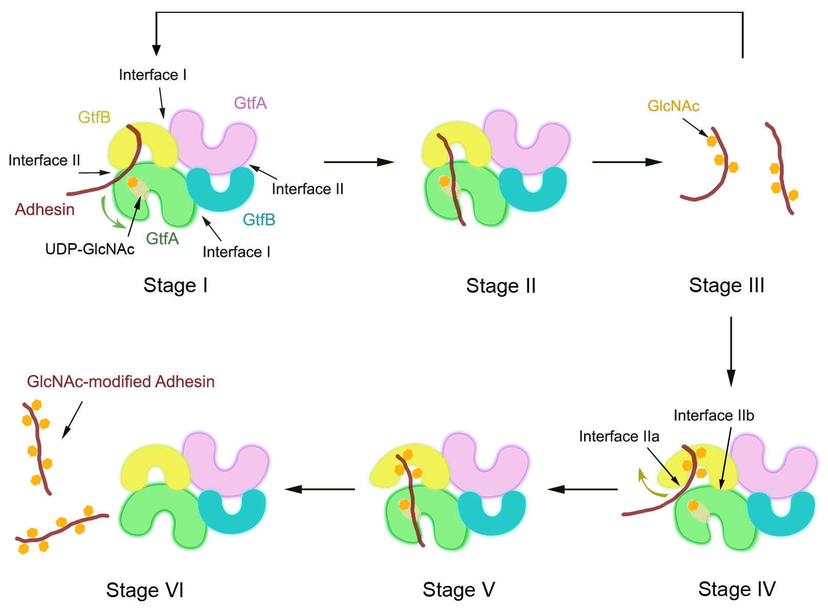 Digram of different stages of cells