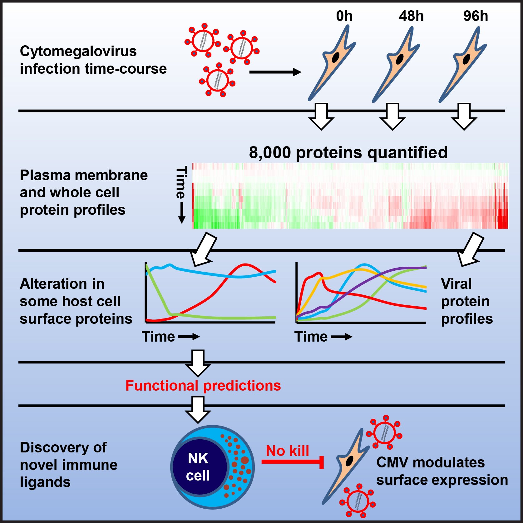 Graphic of host-pathogen interactions