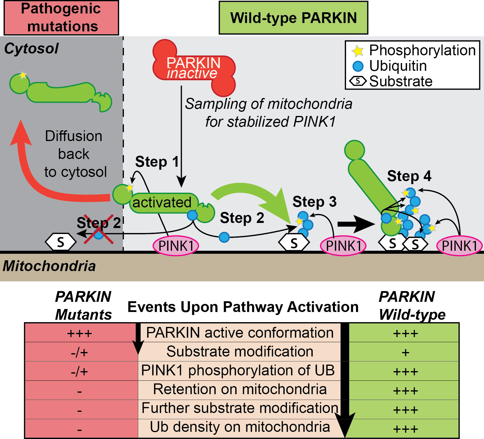 Graphic of Pathogenic mutations and wild-type Parkin