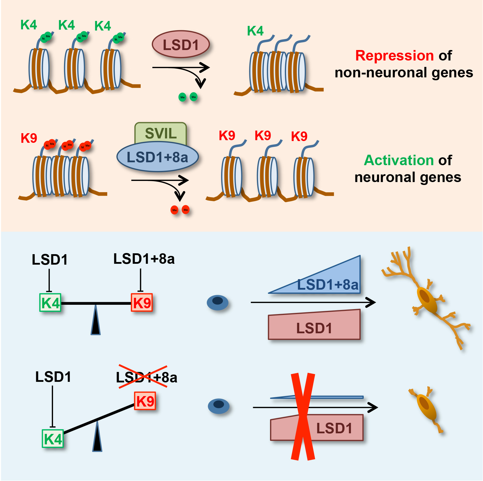 Graphic showing repression and activation of non-neuronal genes