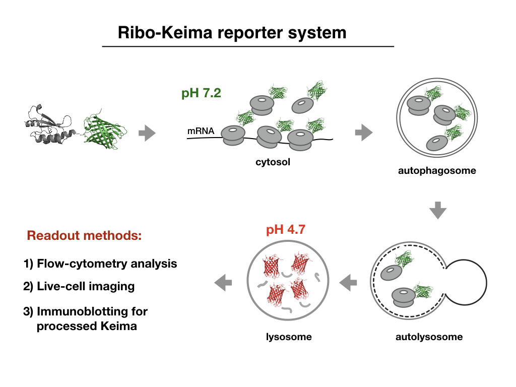 Ribo-Keima reporter system diagram