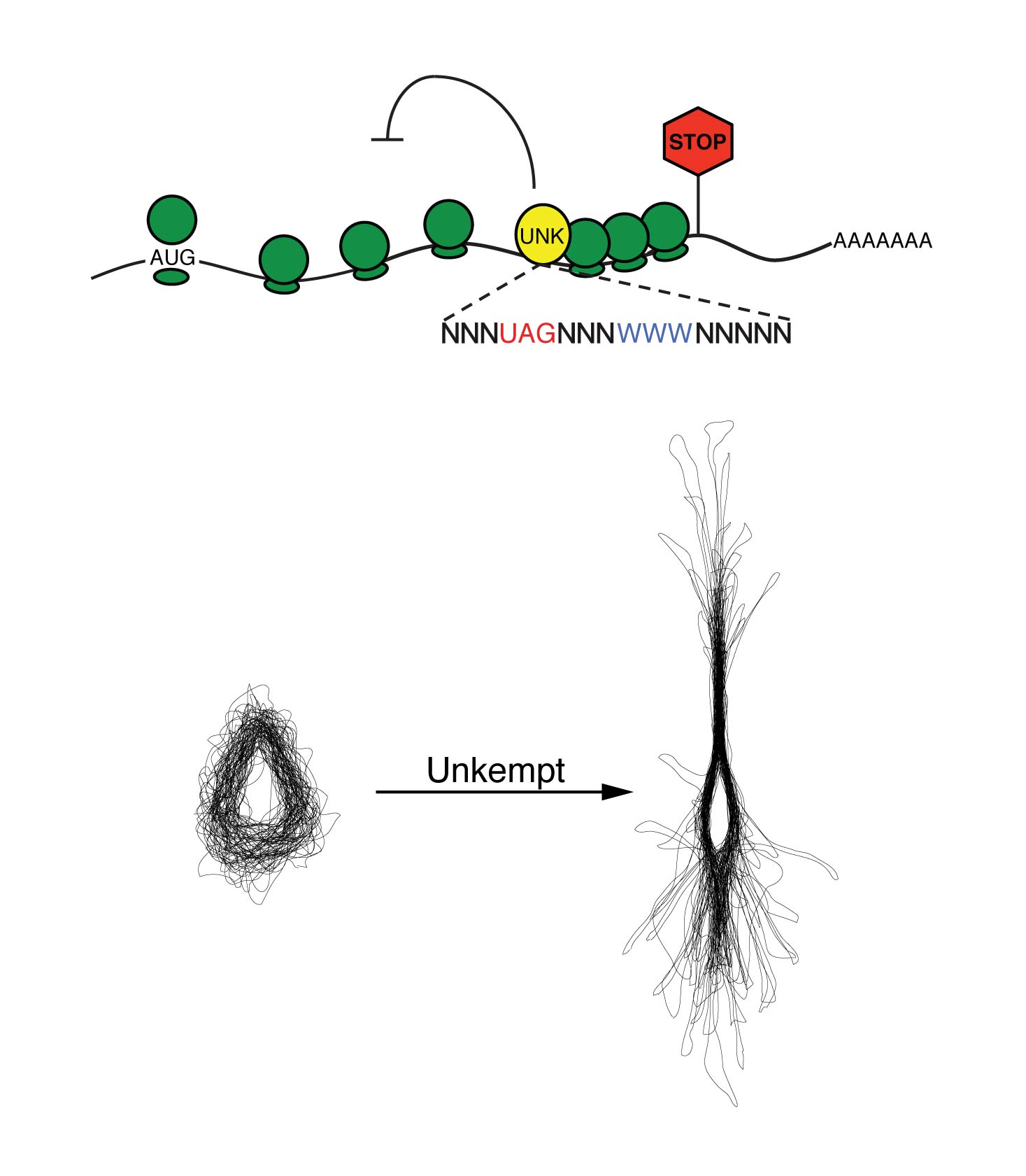 Diagram of neurons