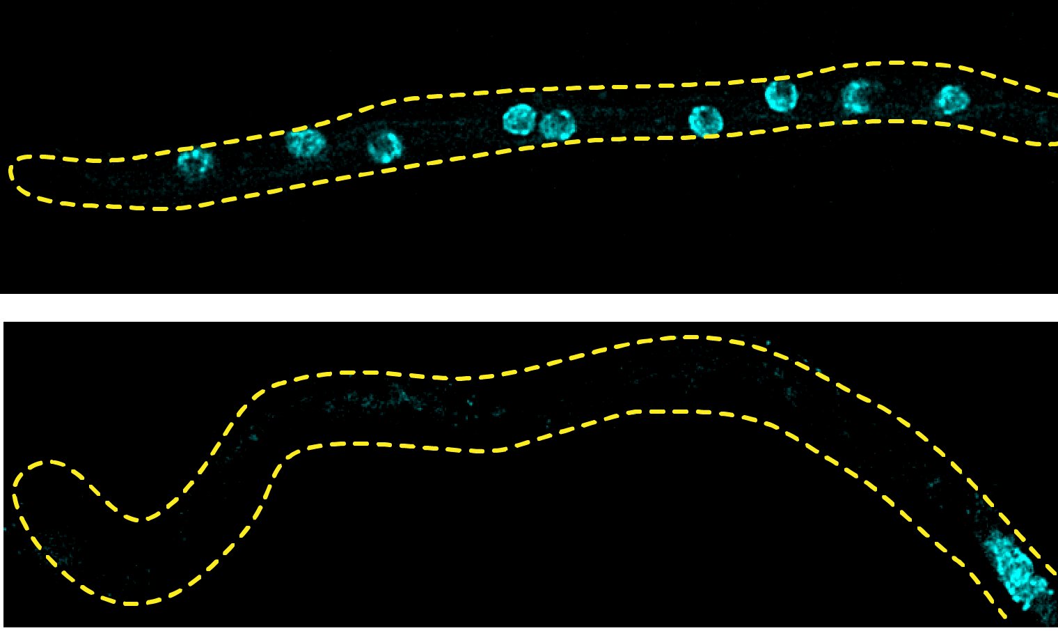 Illuminated image of intracellular transport