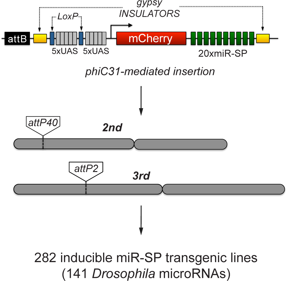 Diagram of vivo functions for over 140 microRNA genes