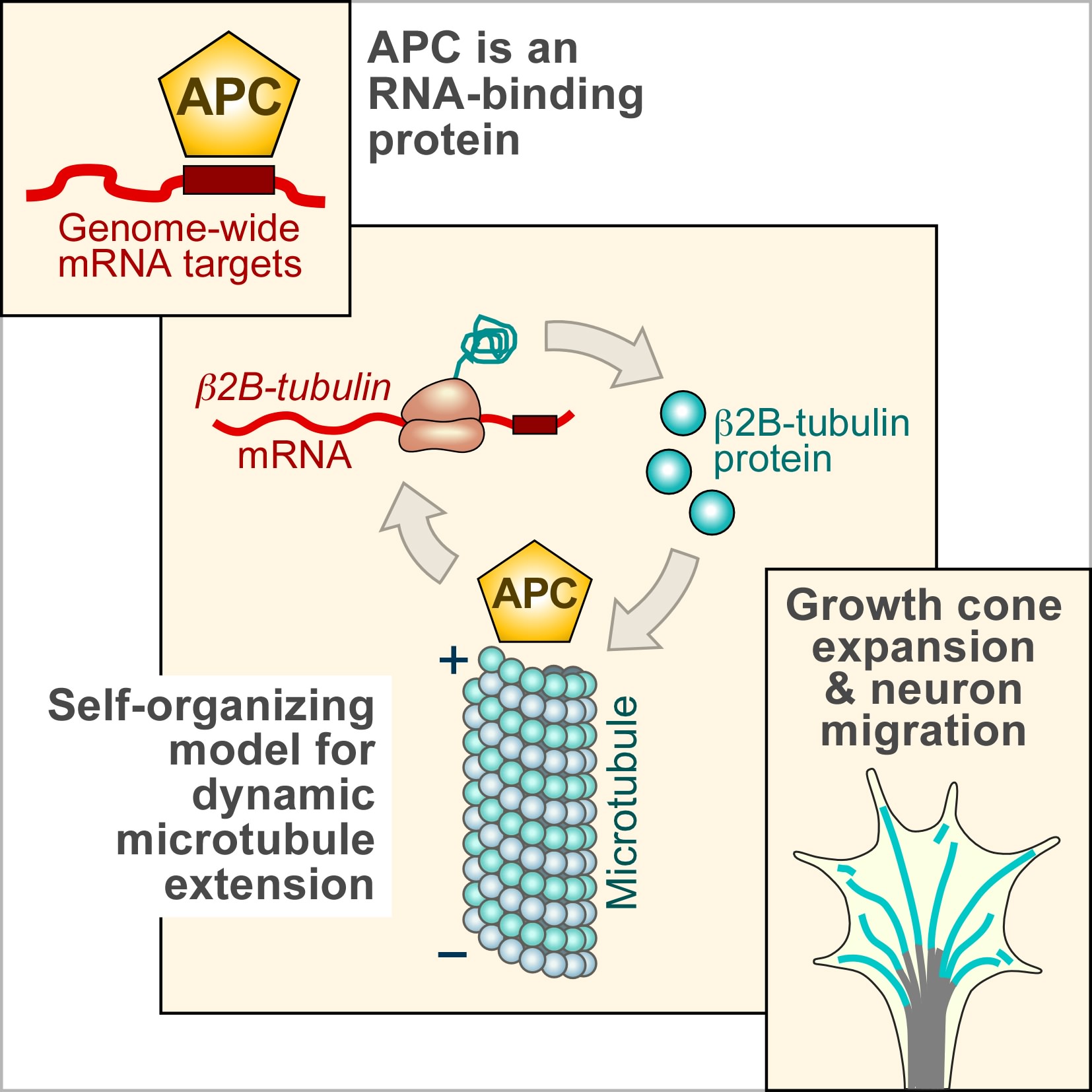 Graphic of microtubule regulation