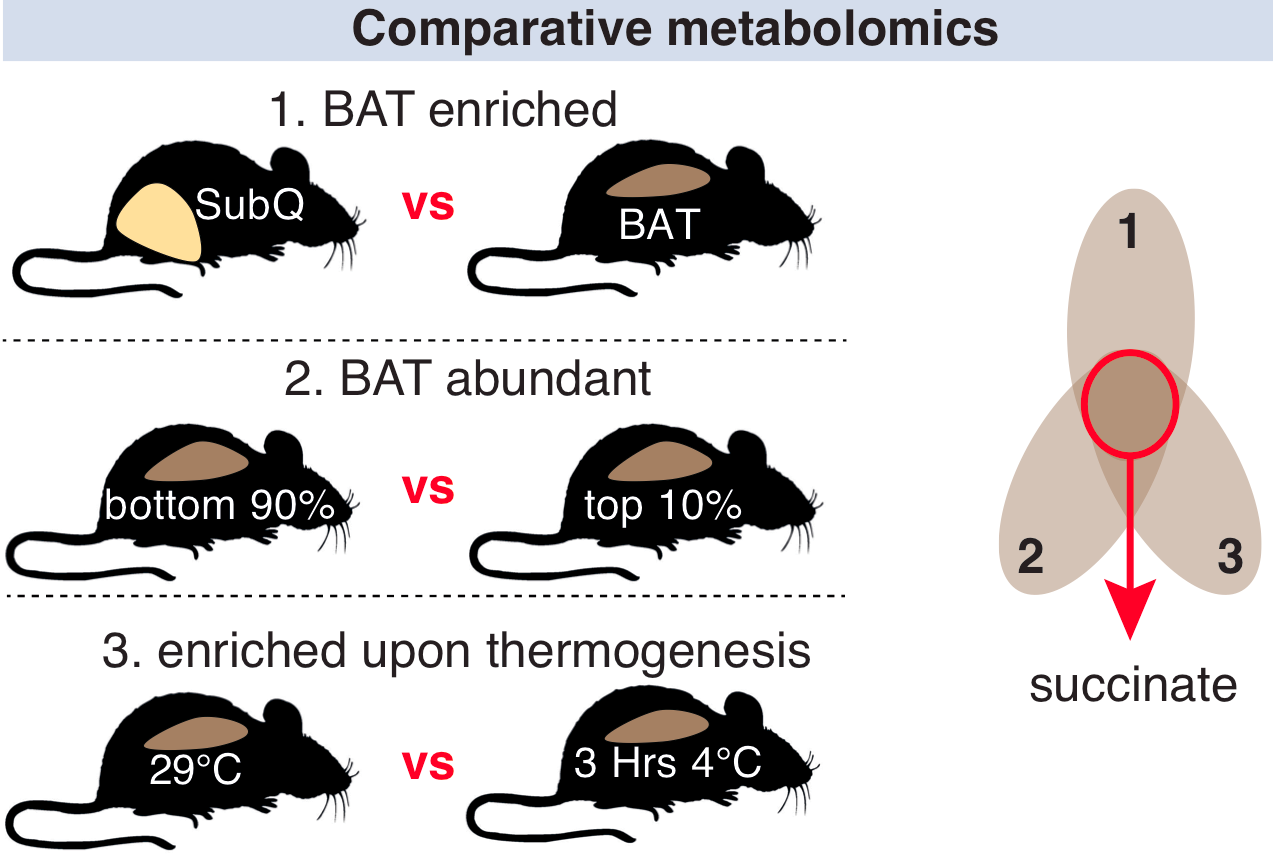 Comparative metabolomics diagram