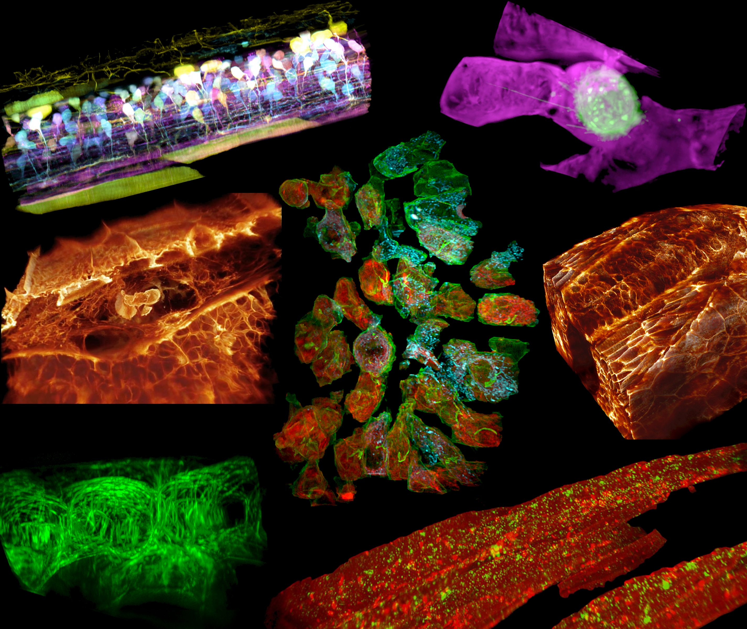 Organisms captured by a microscope