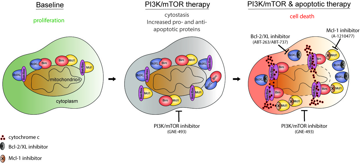Graphic of Baseline, PI3k/mTOR therapy and PI3K/mTOR & apoptotic therapy cells