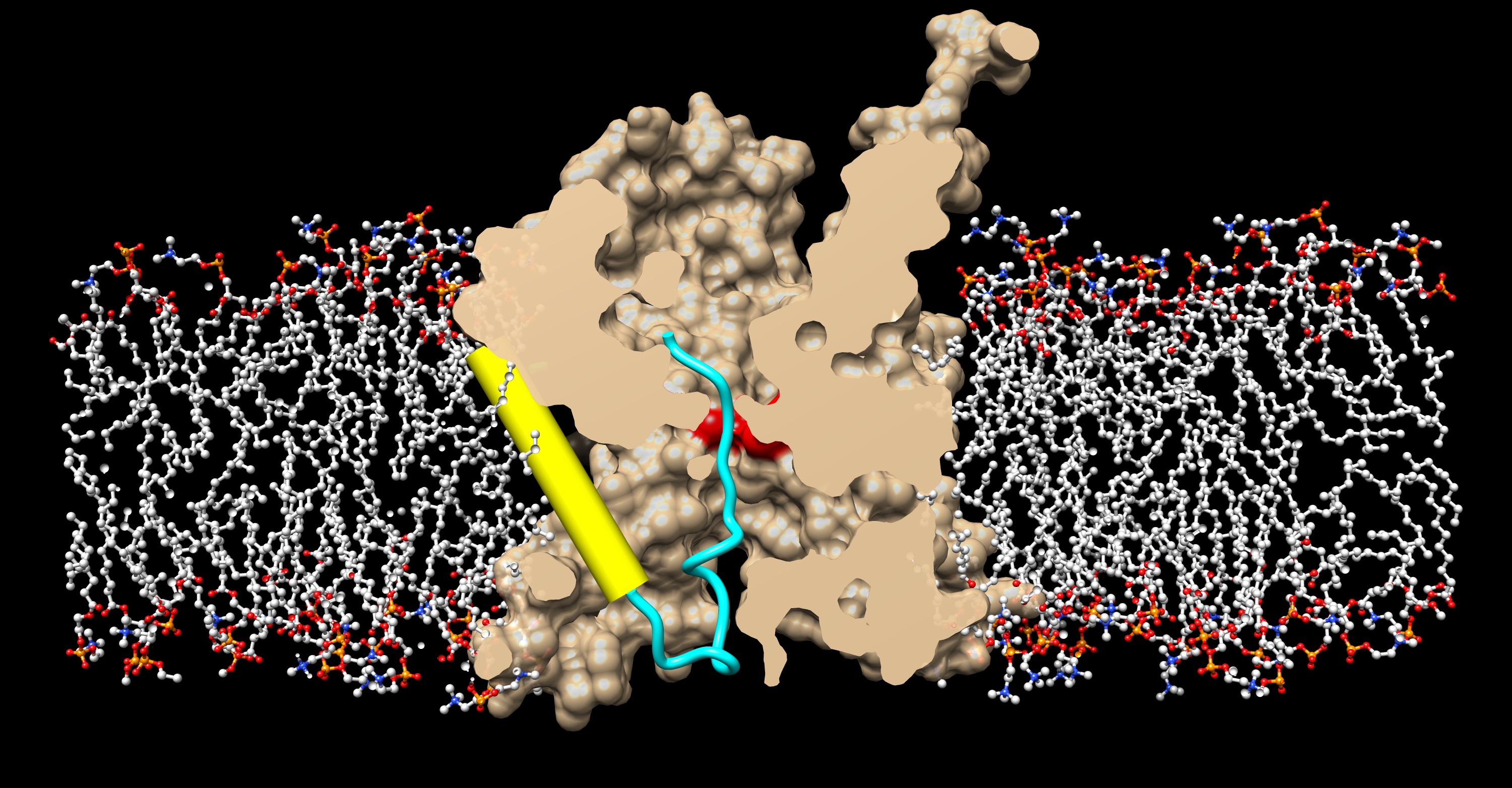 Crystal structure of active protein translocation channel