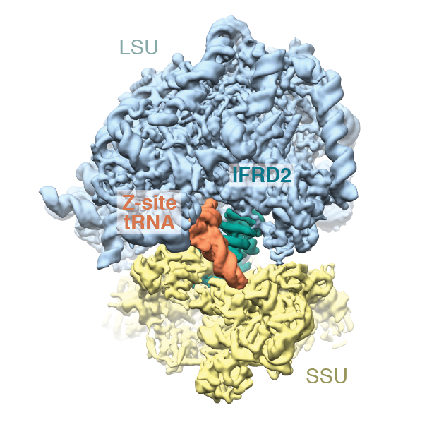 Interactions on ribosomes