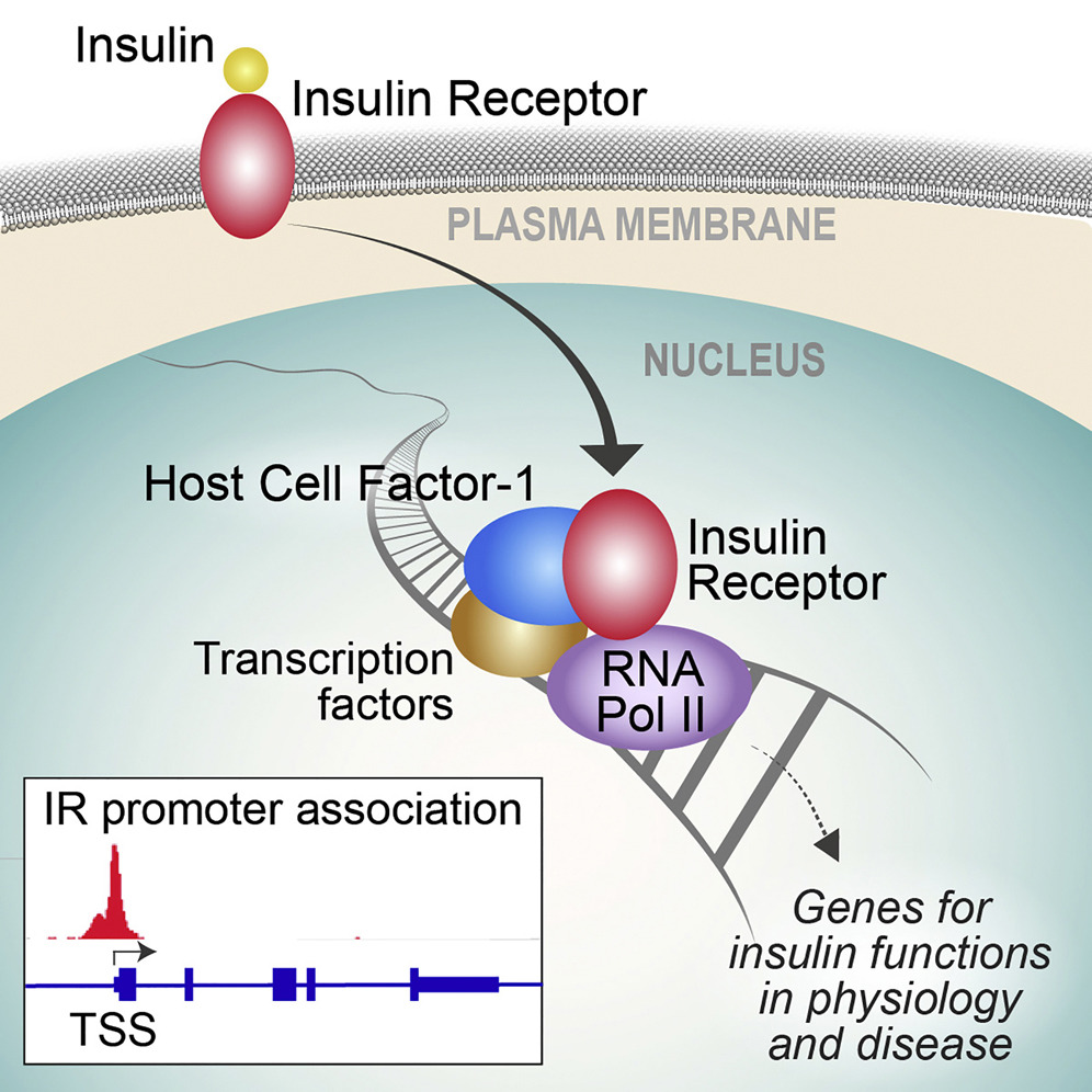 Flanagan Insulin