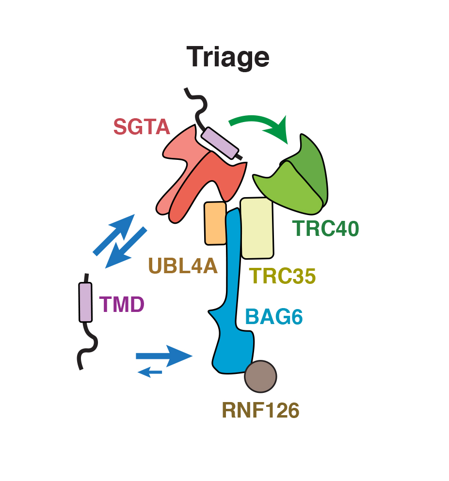Graphic of triage