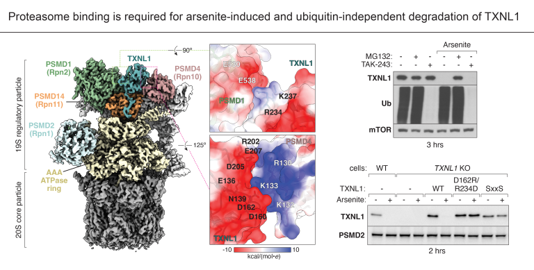 TXNL1 interactions with the 19S regulatory particle of proteasomes are required for its ubiquitin-independent degradation upon cellular exposure to arsenite.