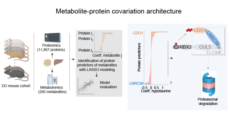 Metabolite-protein covariation architecture