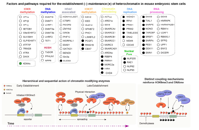 requirements for initiation and maintenance of silencing, revealing how DNA methylation and chromatin modifiers cooperate to stabilize H3K9me3 heterochromatin