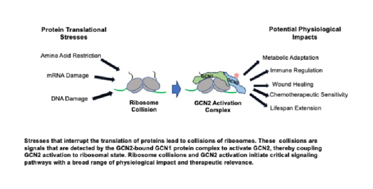 GCN2 activation on collided ribosomes.