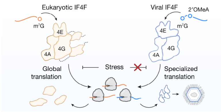 A model of the differences between viral and eukaryotic IF4F complexes.