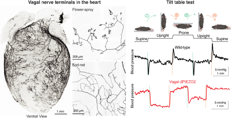 Left: light-sheet and confocal images show vagal sensory neurons innervating the mouse heart and forming stereotyped nerve terminals. Right: a mouse tilt-table assay shows posture-dependent blood pressure changes and reduced recovery in vagal PIEZO2 knockout mice