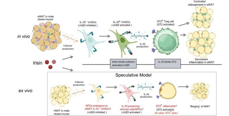 Exercise induces muscle secretion of hormone irisin that signals to adipose-tissue stromal cells and stimulates their production of cytokine IL-33. IL-33 promotes adipose-tissue regulatory T cell expansion and adipocyte thermogenesis to keep adipose inflammation in check and improves glucose sensitivity of obese individuals.