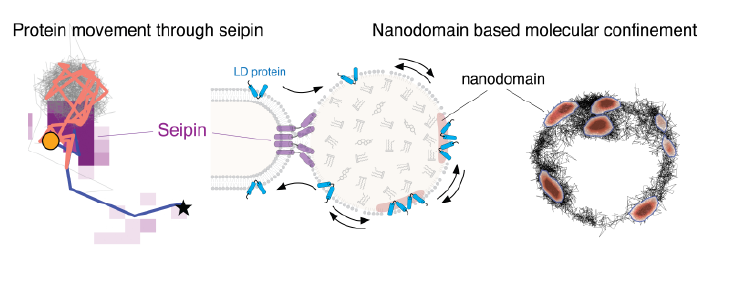 A model of nanodomain-mediated protein confinement on ER and LD membranes.