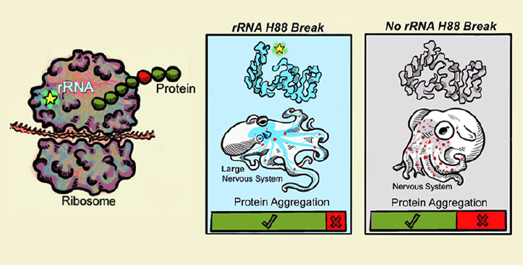 Illustration of the unique break in the core conserved 28S ribosomal RNA